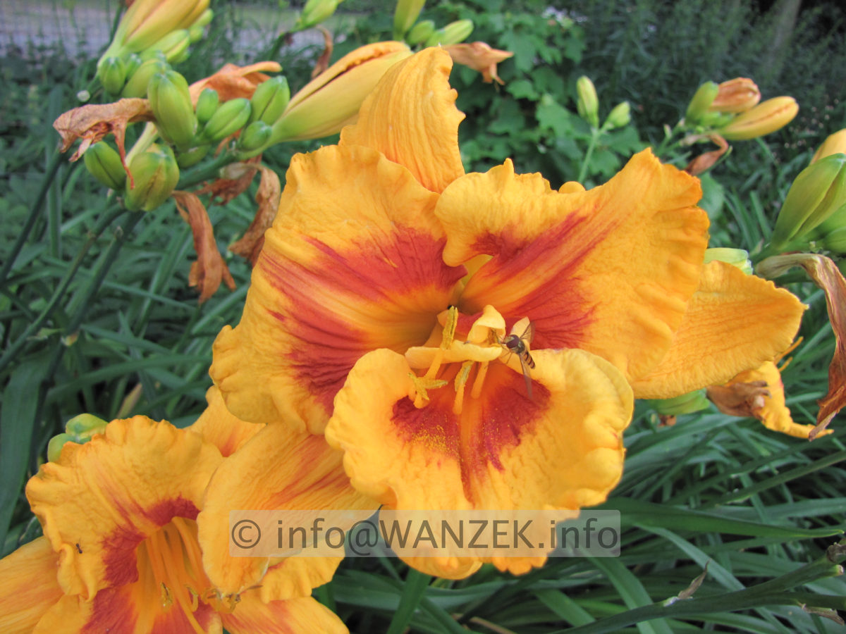 Hemerocallis Fooled Me 3.JPG